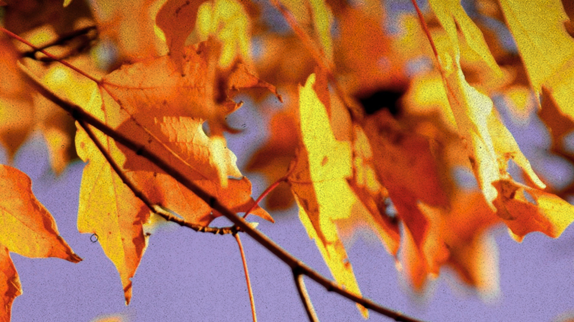 Cosy Made Easy: Autumn Rituals You’ll Actually Do