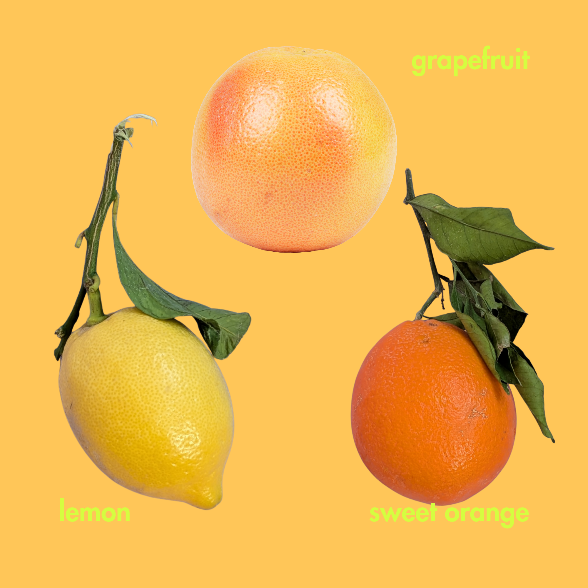 The Get Fresh Set